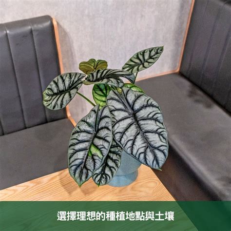 青龍植物照顧|青龍觀音蓮的魅力與養護指南 – 植物盆栽綠寶典